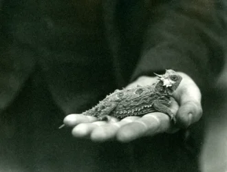 Een Gehoornde Hagedis rust in de hand van zijn verzorger, London Zoo, april 1923