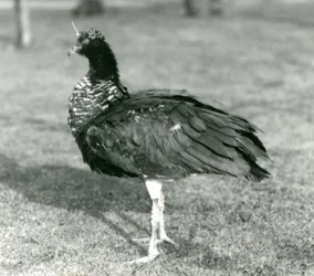 Een Hoornschreeuwer staat op gras in de Londense Zoo in september 1927