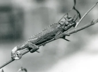 Een Jacksons kameleon die zich vasthoudt aan een tak, London Zoo, augustus 1926