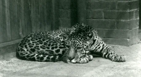 Een jaguar rustend in de Londense dierentuin in juni 1924
