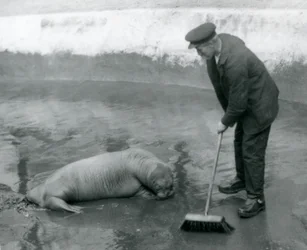 Een verzorger veegt het walrusbad, London Zoo, augustus 1924