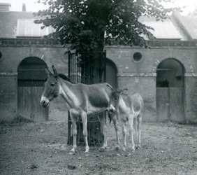 Een Kiang Tibetaanse Wilde Ezel en haar veulen staand onder een boom in hun paddock, London Zoo, augustus 1927
