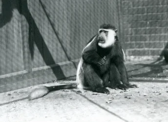 Een Kikuyu zwart-witte franjeaap in zijn verblijf in de London Zoo in juli 1925