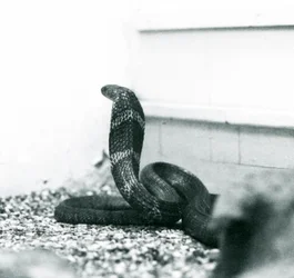 Een Koningscobra in London Zoo, oktober 1925