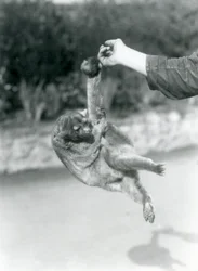 Een Kinkajoe opgehangen aan de vinger van een verzorger door zijn grijpstaart, London Zoo, september 1925