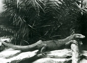Een Komodovaraan rustend met zijn nek en voorpoten tegen een stam in de London Zoo in juni 1927