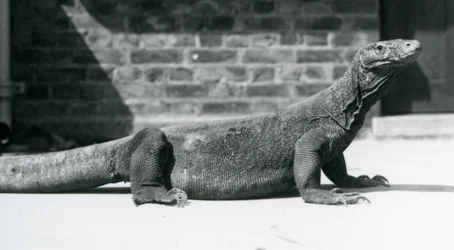 Een Komodovaraan in de London Zoo in augustus 1928