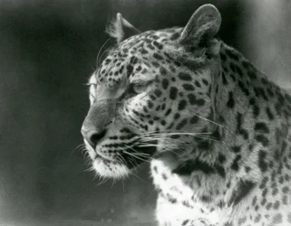 Een luipaard in de London Zoo in 1930
