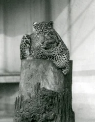 Een luipaard liggend op de top van een boomstronk, London Zoo