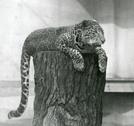 Een luipaard liggend boven op een boomstronk, met zijn staart erachter omlaag hangend, London Zoo