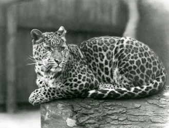 Een luipaard rustend op een boomstam in de London Zoo in 1929
