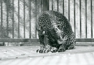 Een luipaard zittend in zijn verblijf, zijn poot verzorgend, London Zoo, 1927
