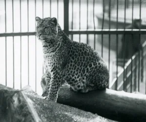 Een luipaard zit op een boomstam in zijn verblijf in London Zoo, september 1925