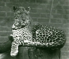 Een Luipaard zittend op een boomstronk in London Zoo