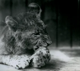 Een Leeuwenwelp voedend in de ZSL London Zoo in 1927