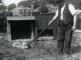 Een leeuwenwelp speelt met een dweil, vastgehouden door zijn verzorger, op het gras voor zijn verblijf, London Zoo, september 1925