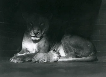Een leeuwin en welp liggend in de schaduw achter in hun verblijf, Londense dierentuin, oktober 1925