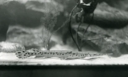 Een Langneusgar, of Naaldneusgar, London Zoo