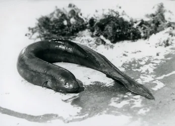 Een Longvis rustend uit het water in London Zoo in september 1928