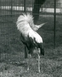 Een Maguarireiger die de op-en-neer display uitvoert, London Zoo, juli 1925