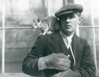 Een Malagassische reuzenrat zit op de schouder van zijn verzorger, London Zoo