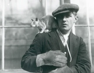 Een Malagassische Reuzenrat zit op de schouder van zijn verzorger, London Zoo