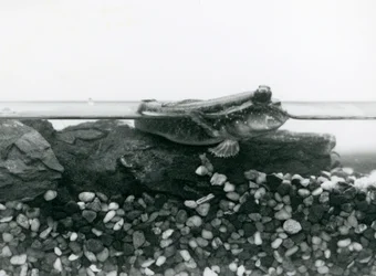 Een modderkruiper rustend op ondergedompelde rotsen, met zijn ogen boven water, London Zoo