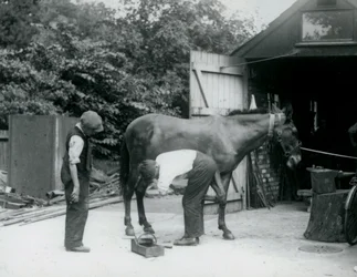 Een muilezel wordt beslagen in London Zoo in 1924