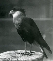 Een noordelijke kuifcaracara in de London Zoo