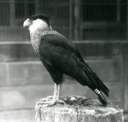 Een Noordelijke Kuifcaracara staand op een stam bij London Zoo, september 1925