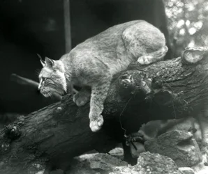 Een Noordelijke Lynx die van een tak naar beneden leunt, London Zoo, oktober 1925