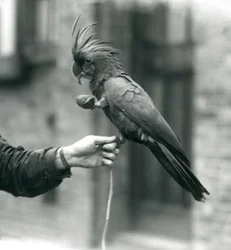 Een palmkaketoe die zich met één poot vastgrijpt aan de vinger van een verzorger en met de andere een eivormige traktatie vasthoudt, Londense dierentuin, september 1927