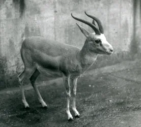 Een Perzische, Goitered, of Zwartstaartgazelle in de London Zoo, augustus 1927