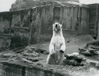 Een ijsbeer die rechtop zit in zijn verblijf aan de voet van de Mappin Terraces in London Zoo, september 1928