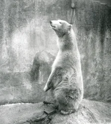 Een ijsbeer zittend op zijn achterpoten in de London Zoo in 1929