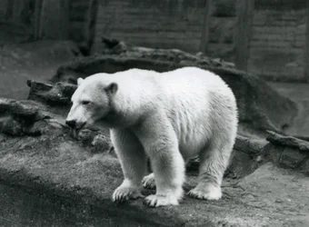 Een ijsbeer staand aan de rand van zijn verblijf aan de voet van de Mappin Terrassen, London Zoo, september 1928