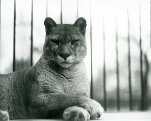 Een poema/cougar/bergleeuw/catamount rustend in de London Zoo in 1931