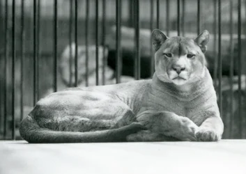 Een PoemaCougarBergleeuw liggend in zijn verblijf in de London Zoo in juni 1925