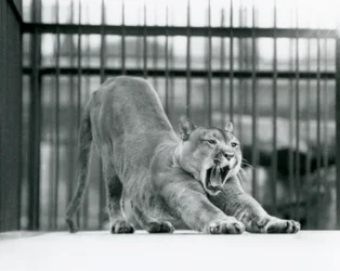 Een Poema geeuwend en uitrekkend bij London Zoo in juni 1925