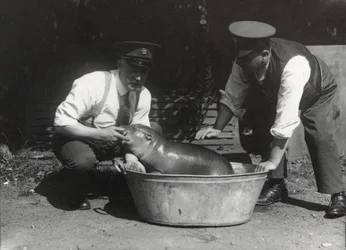 Een dwergnijlpaard in bad in ZSL London Zoo, augustus 1928