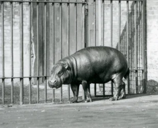 Een dwergnijlpaard in de London Zoo in 1927