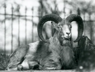 Een Ram zittend in de London Zoo, 1925