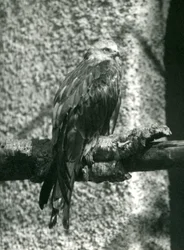 Een rode wouw zittend op een tak in London Zoo in 1924