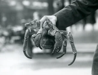 Een roverskrab of kokoskrab vastgehouden door een verzorger in de London Zoo, juli 1927