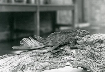 Een zeilvinhagedis met beschadigde staart, rustend op een boomstam in London Zoo in 1928