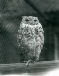 Een Savigny’s Farao Oehoe rustend op een tak bij London Zoo, september 1925
