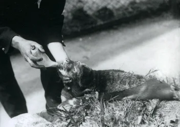 Een Zeehondenpup die door zijn verzorger met de fles wordt gevoed, London Zoo, augustus 1925