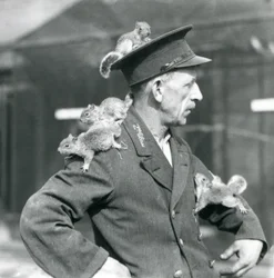 Een tweede klas verzorger met vier jonge grijze eekhoorns die op zijn uniformhoed en -jas klimmen, London Zoo