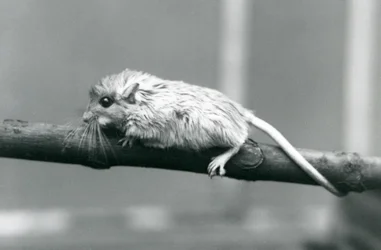 Een Shaws Jird klimmend langs een tak in London Zoo in 1927