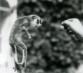 Een Slanke Loris staand rechtop op een tak, kijkend naar de hand van een verzorger terwijl hem een meelworm wordt aangeboden, London Zoo, augustus 1926